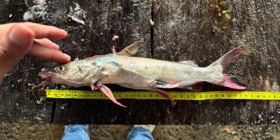 Realizan levantamiento de datos biológicos de pesca artesanal en Izabal