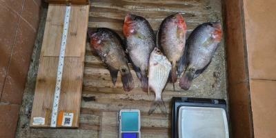 Realizan monitoreo biológico de pesca continental en Río Dulce