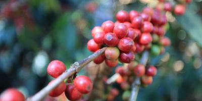 Recomendaciones a productores para prevenir daños por descenso de temperaturas 