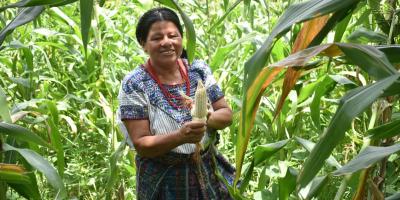 Seguro Agropecuario amplía significativamente su cobertura durante 2025