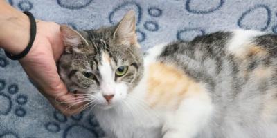 Una mascota no es un regalo, es un compromiso