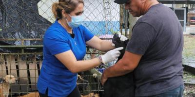 Brindan atención sanitaria a los animales resguardados en Morales, Izabal*