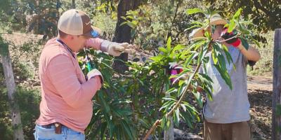 Apoyan a productores de cítricos y mango en Zacapa con asistencia técnica