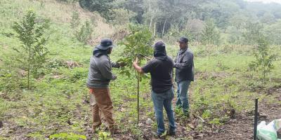 Brindan asistencia técnica en poda de cultivos frutales
