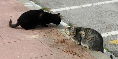 Conozca qué es la Panleucopenia Felina y cómo prevenirla
