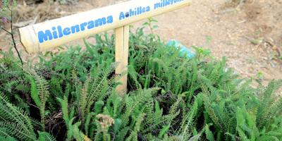 Cultivar plantas medicinales une la agricultura familiar, la salud y el bienestar comunitario