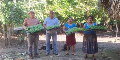 Entregan más de 343 mil pilones de hortalizas en Petén
