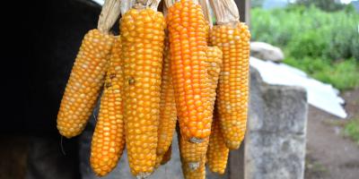 Familias fortalecen su producción al guardar parte de la cosecha para resiembra