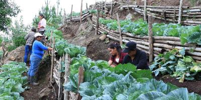 Hortaliza de alto valor nutricional beneficia a familias y pequeños productores