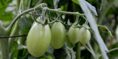 Hortalizas tropicalizadas impulsan la agricultura en los climas cálidos