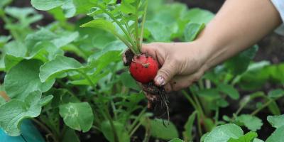 Impulsamos el cultivo de hortalizas para fortalecer la seguridad alimentaria