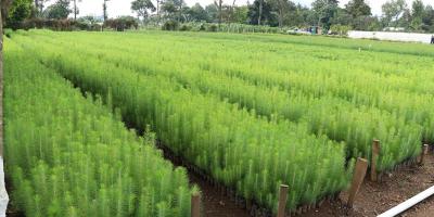 Impulsan acciones para la reducción de emisiones de CO₂