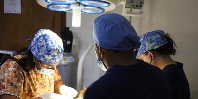 La importancia de la esterilización en mascotas