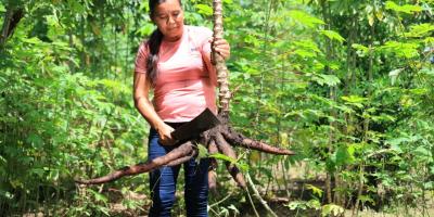 La yuca impulsa la seguridad alimentaria y la economía rural en Guatemala