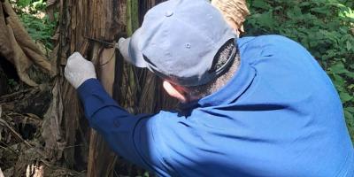 Monitoreos fitosanitarios confirman ausencia de Fusarium en el país