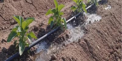 Persisten bajas temperaturas por frente frío 