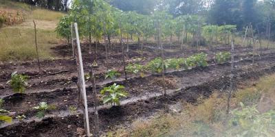 Potenciar producciones es el objetivo de la asistencia técnica brindada en huerto comunal de Zacapa 