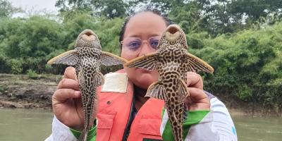 Realizan pesca científica para identificar especies de peces en río La Pasión