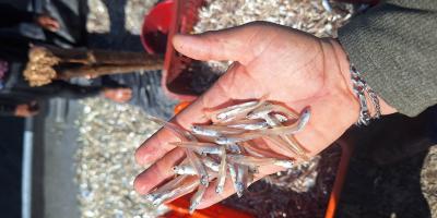 Realizan primera jornada del año para recolectar datos biológicos de la pesca comercial