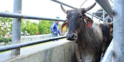 Trazabilidad de alimentos: la clave para garantizar seguridad, salud y acceso a mercados