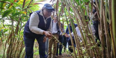 Cardamomo: cultivo que late en el corazón de Alta Verapaz