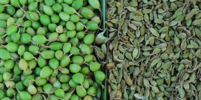 De la finca al mercado: el cardamomo, motor de desarrollo y bienestar