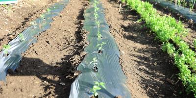 El frío no cede: refuerzan recomendaciones para proteger cultivos y ganado