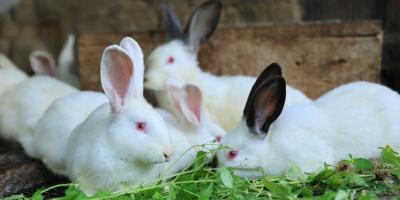 Cunicultura: una fuente de proteína e ingresos para las comunidades rurales