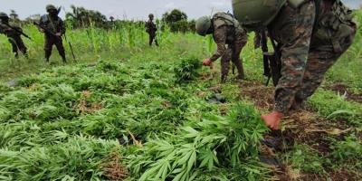 Ejército de Guatemala erradicó más de 1 millón de matas de marihuana en Petén.