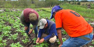 Activan asistencia técnica tras detectar pulgón en huertos familiares