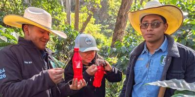 Aplican métodos sostenibles para el control de la broca del café