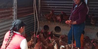 Asesoría técnica impulsa la producción de huevos en San Marcos