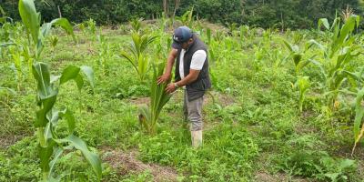 Brindan asistencia técnica al cultivo de coco en Melchor de Mencos