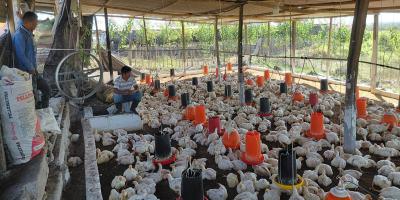Brindan recomendaciones para reducir humedad y prevenir enfermedades en pollos