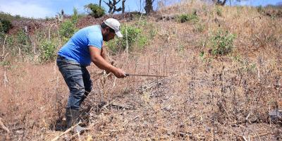 Cobertura vegetal mejora la productividad y protege los suelos agrícolas