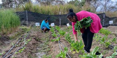 Cosechan acelga y fomentan alimentación saludable en Baja Verapaz