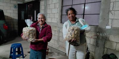 Cultivo de hongo ostra un motor económico para la comunidad