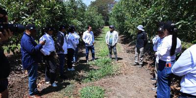 Delegación regional verifica controles sanitarios en planta de aguacate