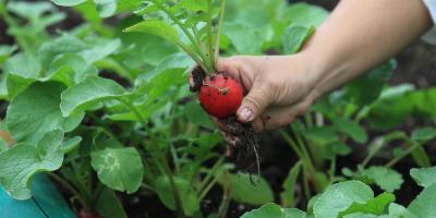 EI cultivo de hortalizas fortalece la seguridad alimentaria en el país