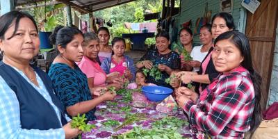 El chipilín, un aliado de la nutrición familiar petenera
