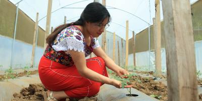 El cultivo de tomate impulsa la producción agrícola y los ingresos rurales