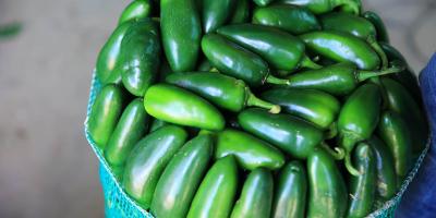 El picante que impulsa ingresos en el campo guatemalteco