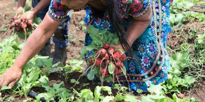 El rábano, cultivo de ciclo corto que impulsa ingresos y huertos familiares