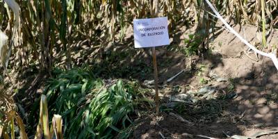 El rastrojo, un aliado de la sostenibilidad agrícola