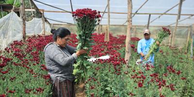 Floricultura impulsa empleo rural y fortalece exportaciones guatemaltecas