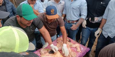 Futuros agrónomos se capacitan en inseminación artificial de bovinos