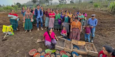 Impulsan el cultivo de papa en San Pedro Carchá