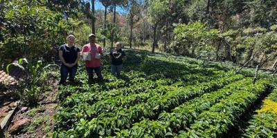 Impulsan producción de café con entrega de semilla certificada