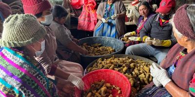 Impulso a la producción de hongo ostra en Salcajá