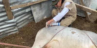 Inspeccionan más de seis mil animales en una semana en controles de Gusano Barrenador